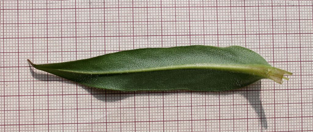 Pulmonaria australis?